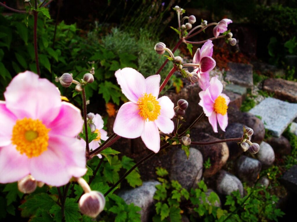 和モダンの庭に合う和風の花の写真