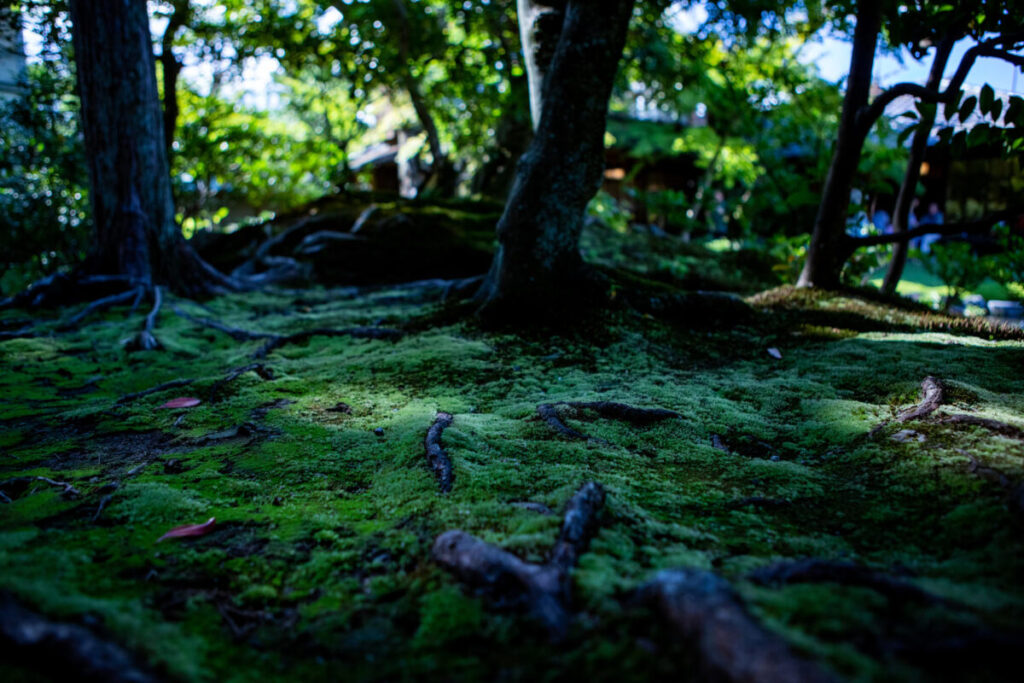 日本庭園にある苔と庭木の写真