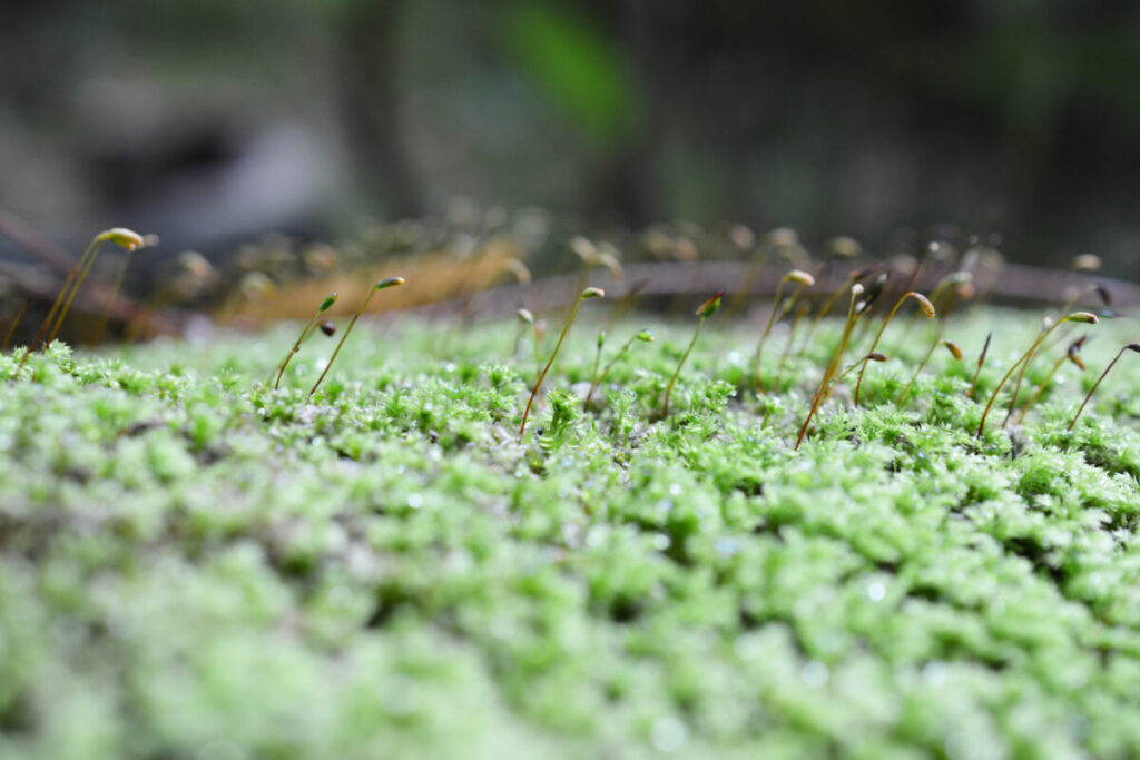 苔と胞子の写真