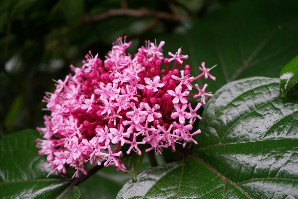 和風の花の画像