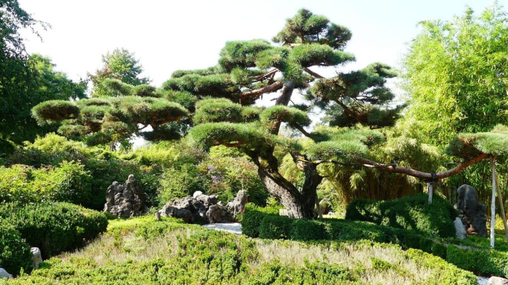 松の木と下草で装飾された日本庭園の庭木の写真