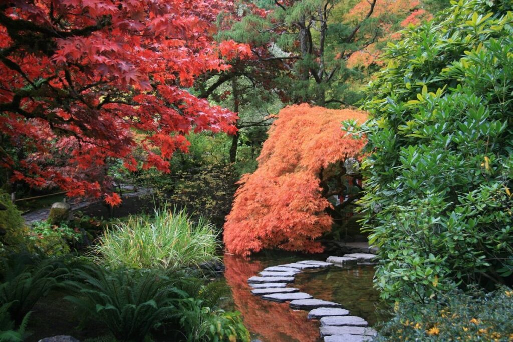 日本庭園にある庭木の写真