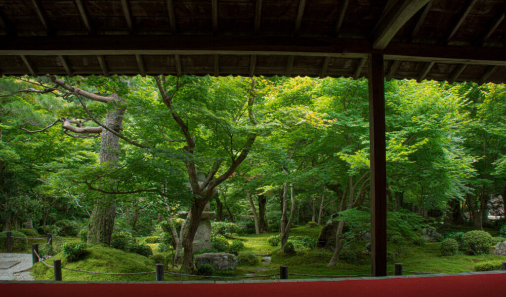 屋内から望む庭木がきれいな庭園の画像