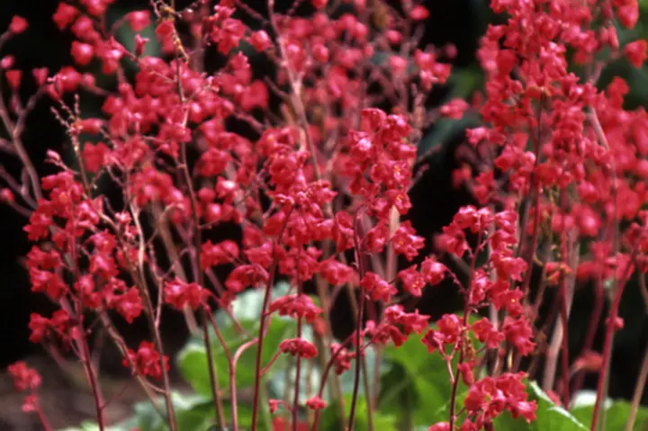 ヒューケラの花