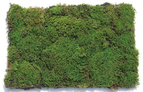 苔マットの画像