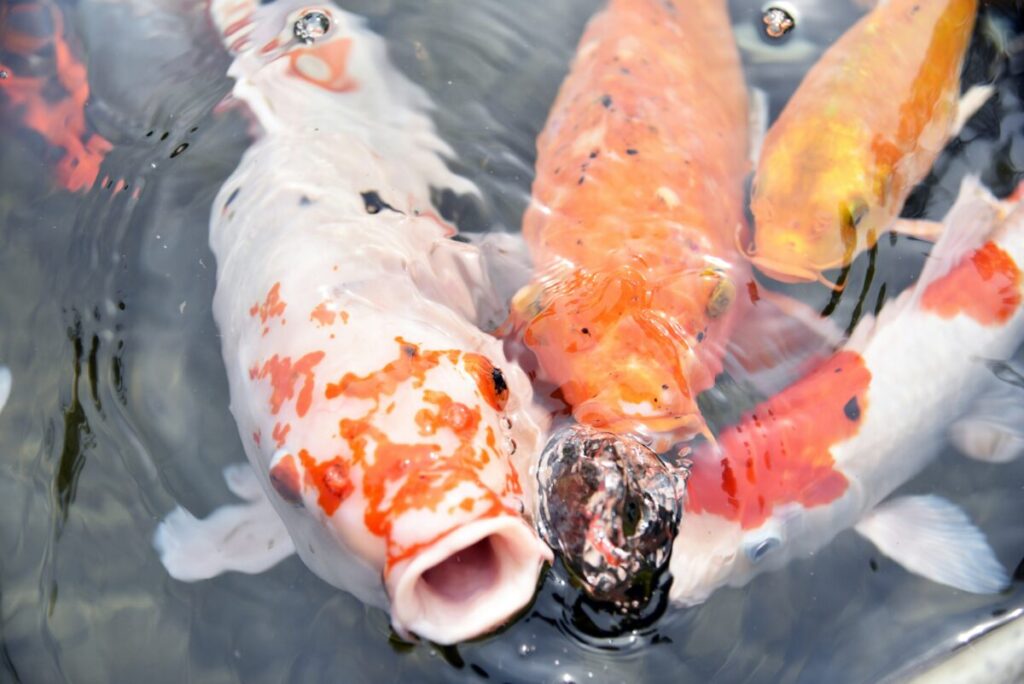 日本庭園の池で鯉が水面に浮上している画像