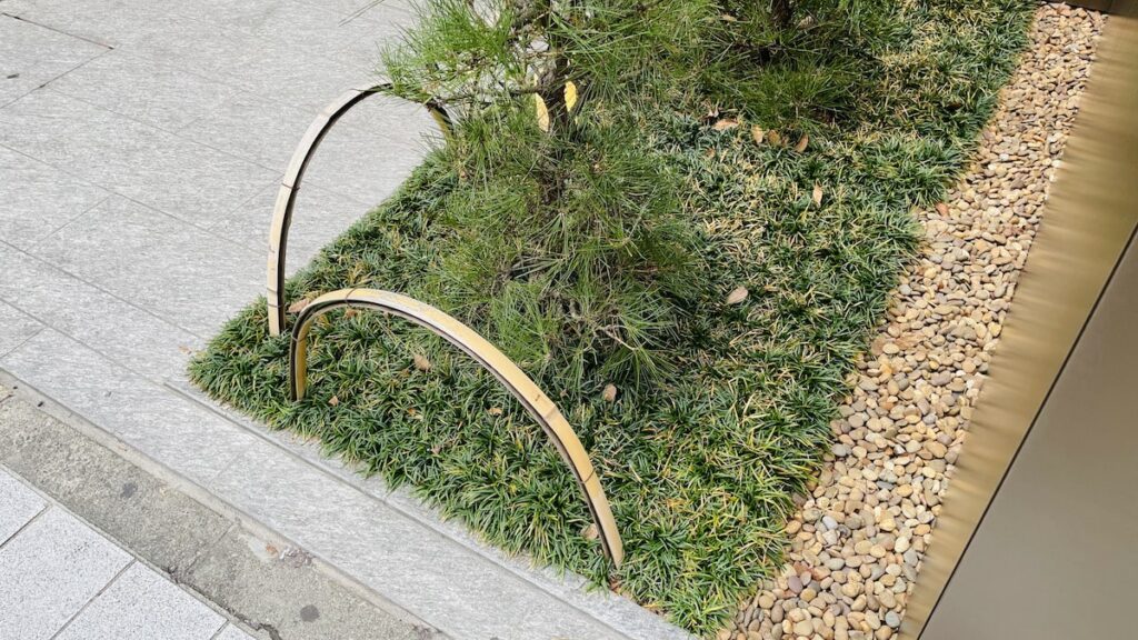 花壇にタマリュウを植えた画像