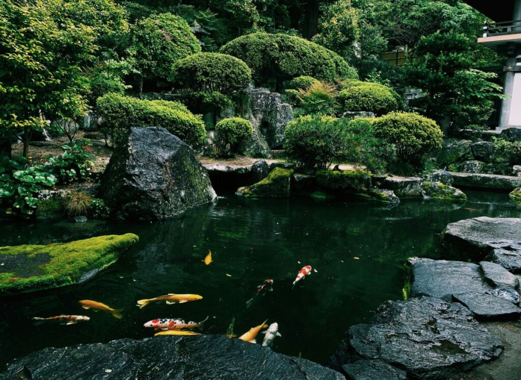 日本庭園の池で鯉が泳いでいる画像