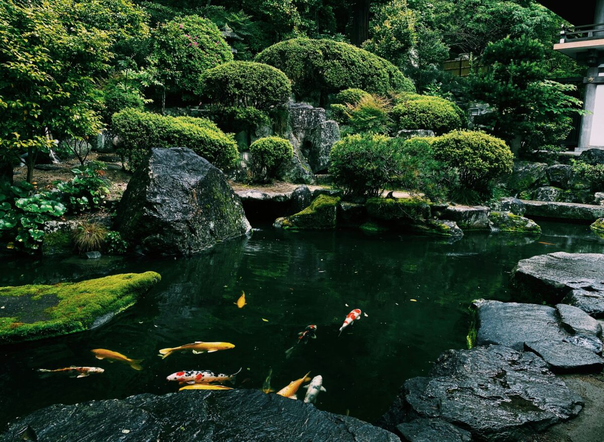 日本庭園の池で鯉が泳いでいる画像