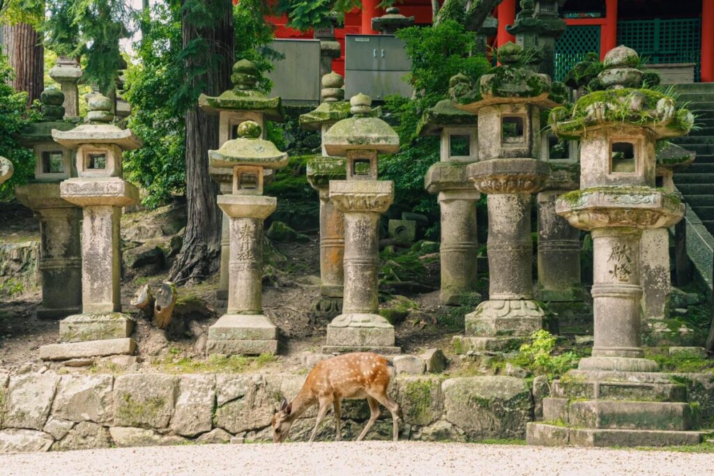 神社の境内近くに多数春日灯篭が並んでいる。笠に苔がついて趣がある画像