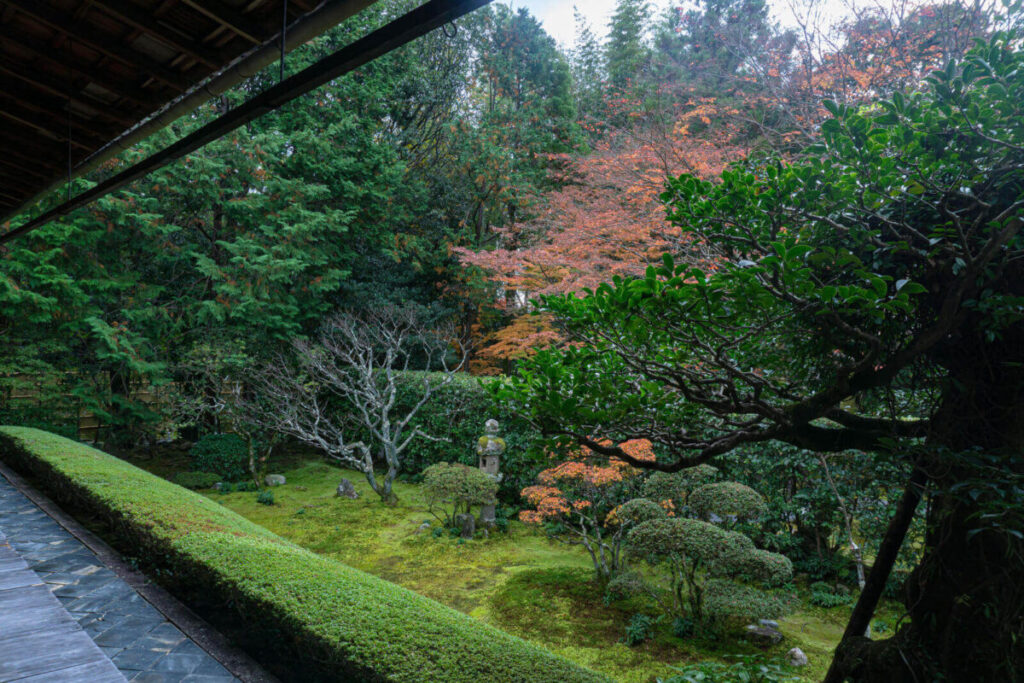 苔と庭木で趣のある日本庭園の画像