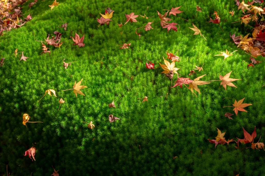 日本庭園に生えたきれいな苔の写真