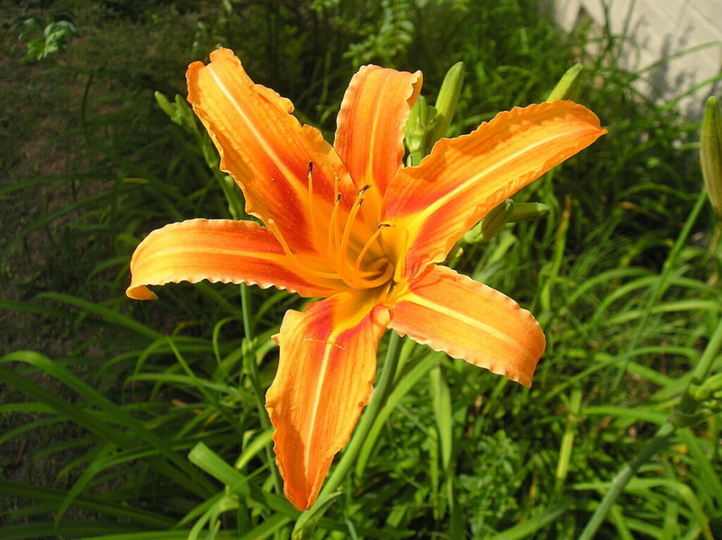 ヤブカンゾウの花写真
