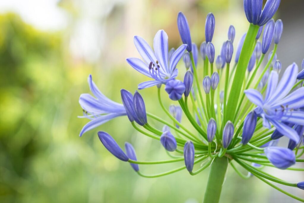 アガパンサスの花写真