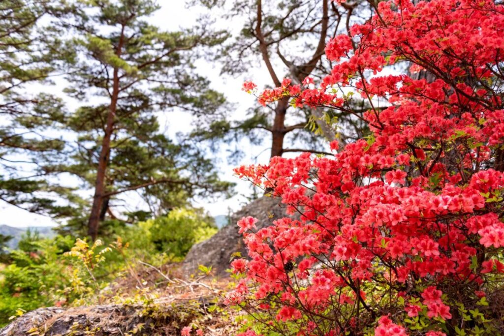 開花したツツジの画像