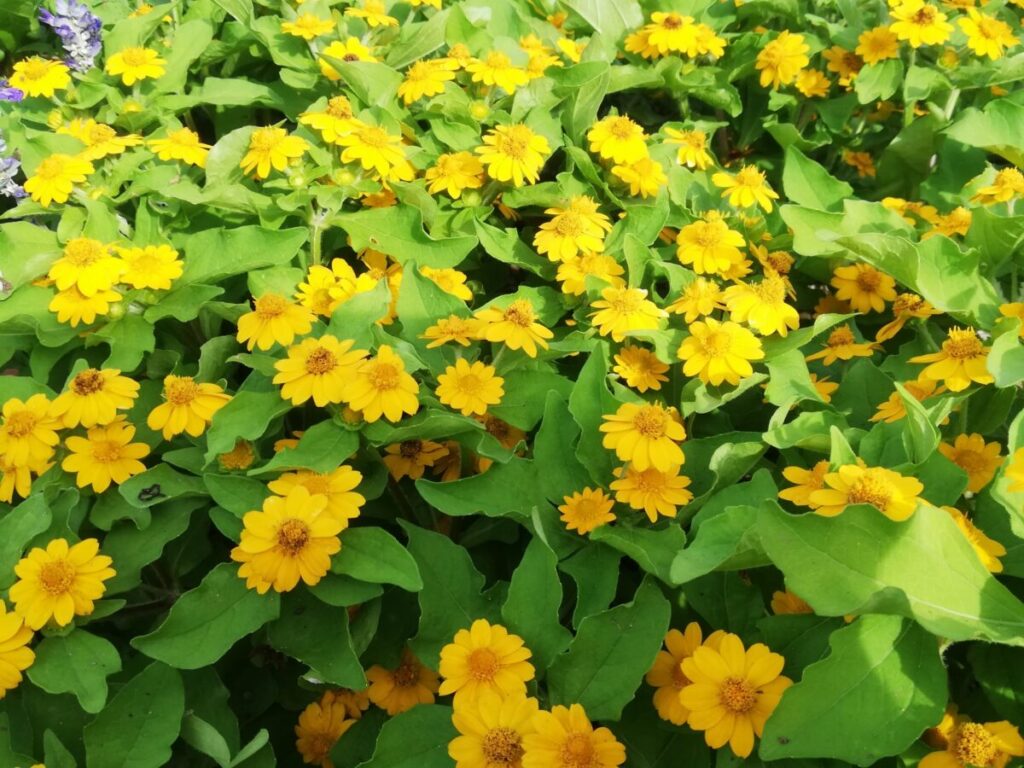 メランポジウムの花の写真