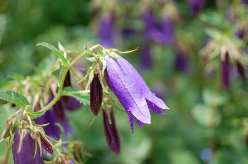 ホタルブクロの花の写真