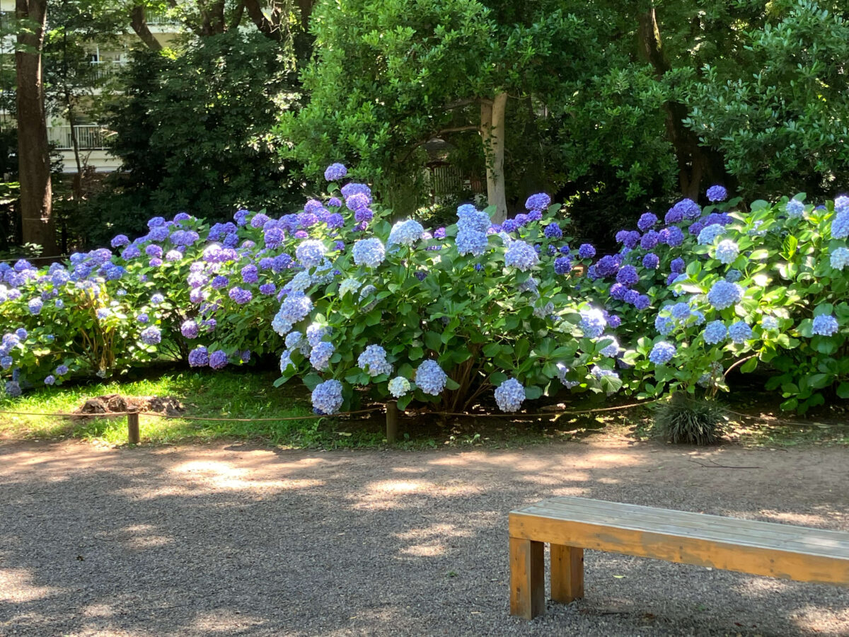 六義園で本紫陽花が咲き誇っている画像