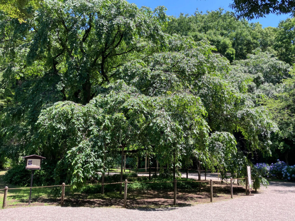 六義園内のしだれ葉桜の写真