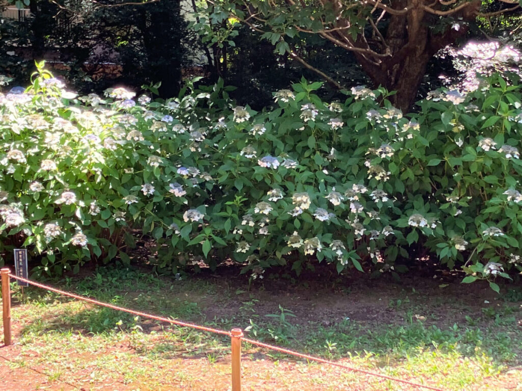 山紫陽花群の写真
