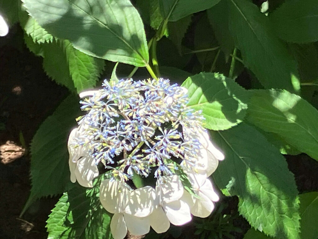 六義園で咲いている満開の額紫陽花の写真