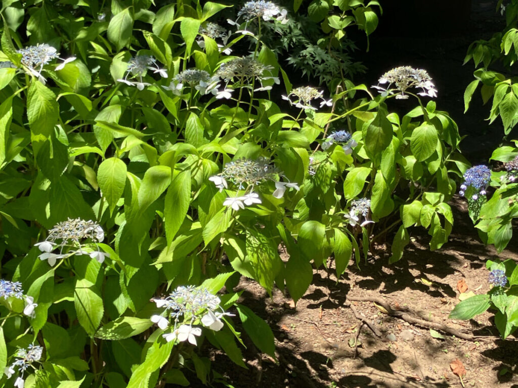 六義園、山紫陽花の群生エリアの画像