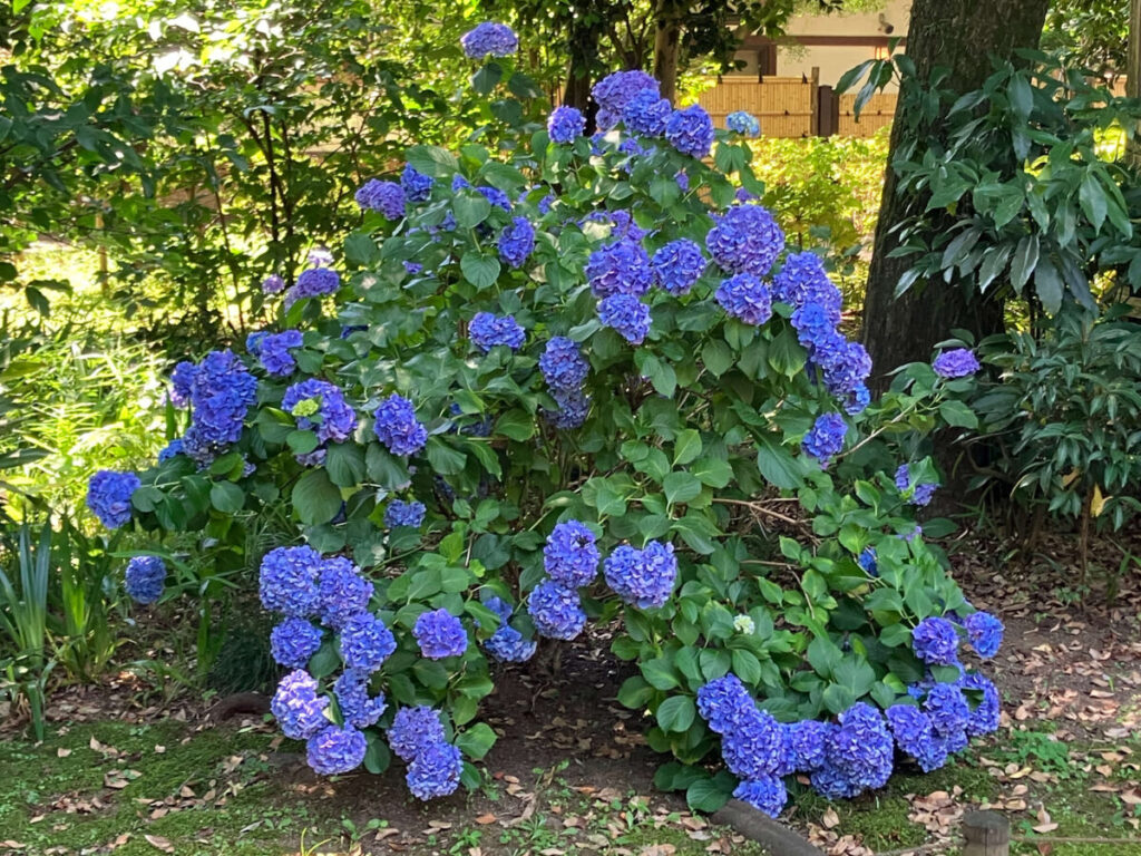 六義園、紫色に咲く本紫陽花の写真