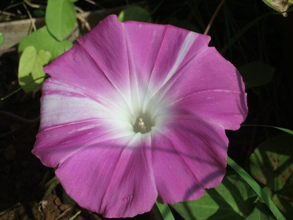 朝顔が開花している写真