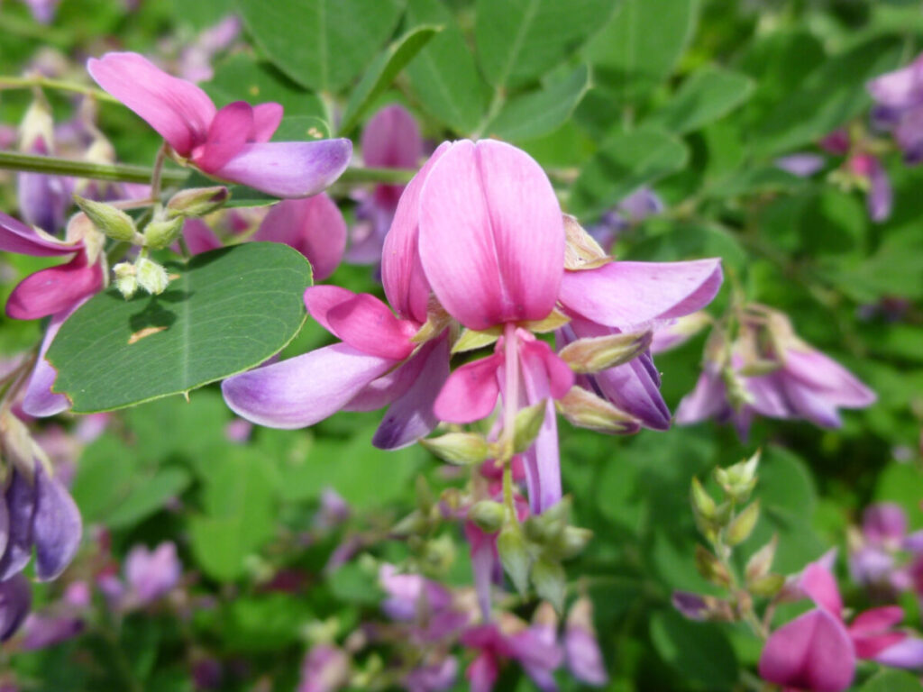 ハギの花の写真