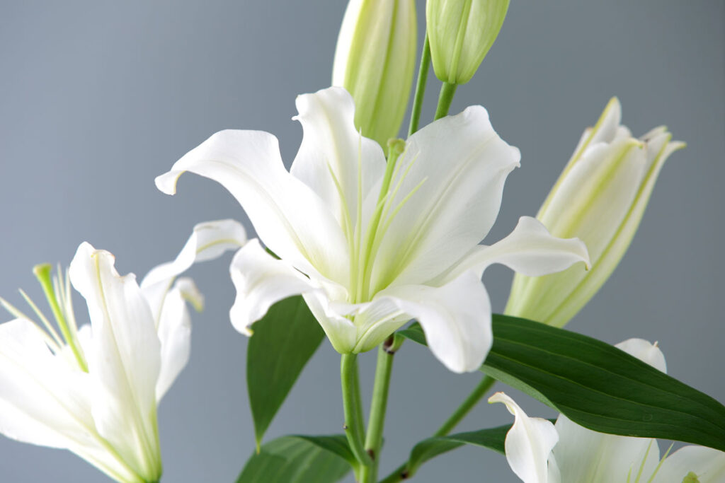 白百合の花の写真
