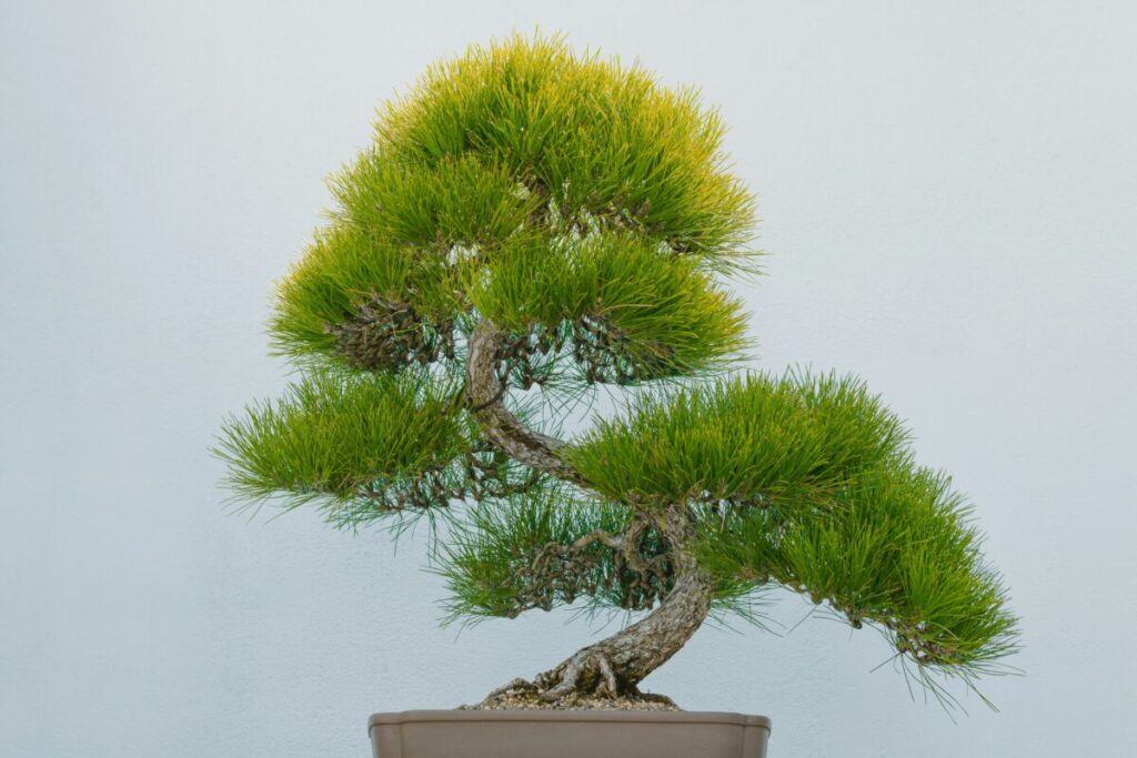 大き目な松の盆栽