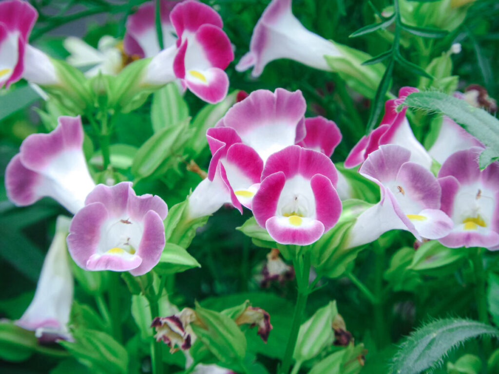 トレニアの花の写真