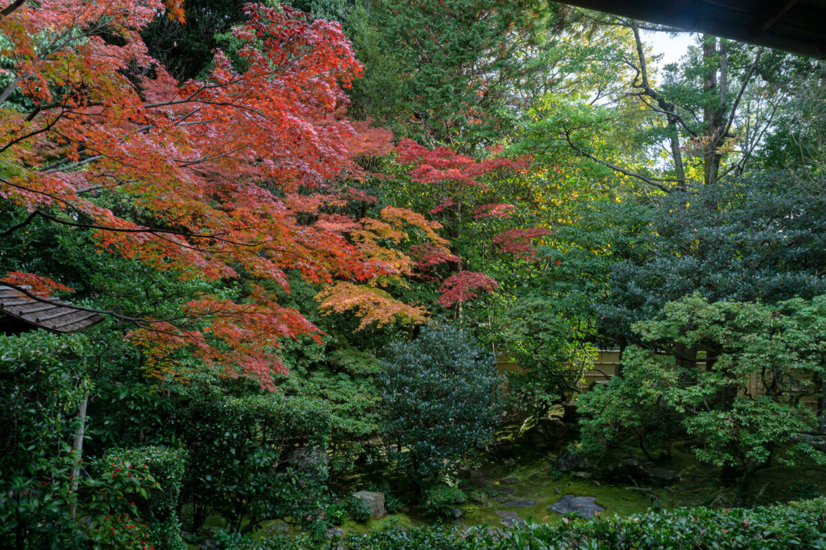 和風庭木が紅葉している日本庭園の画像