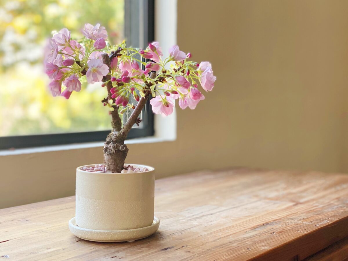 窓に飾られた桜の盆栽写真