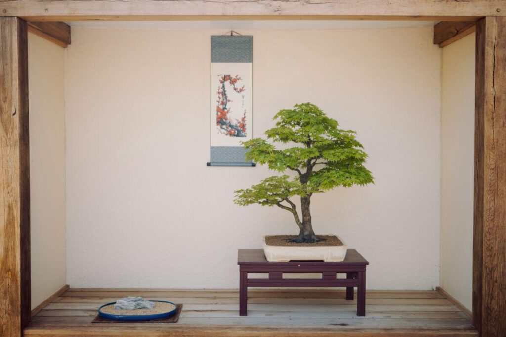 部屋に飾られた紅葉の盆栽写真