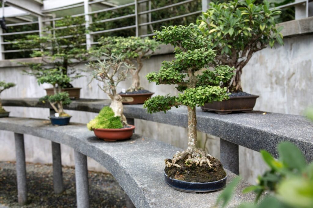庭に並べられた盆栽の写真