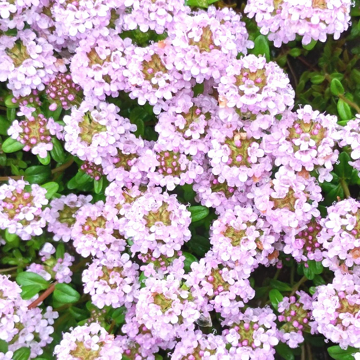ピンクの花が咲くクリーピングタイムの写真