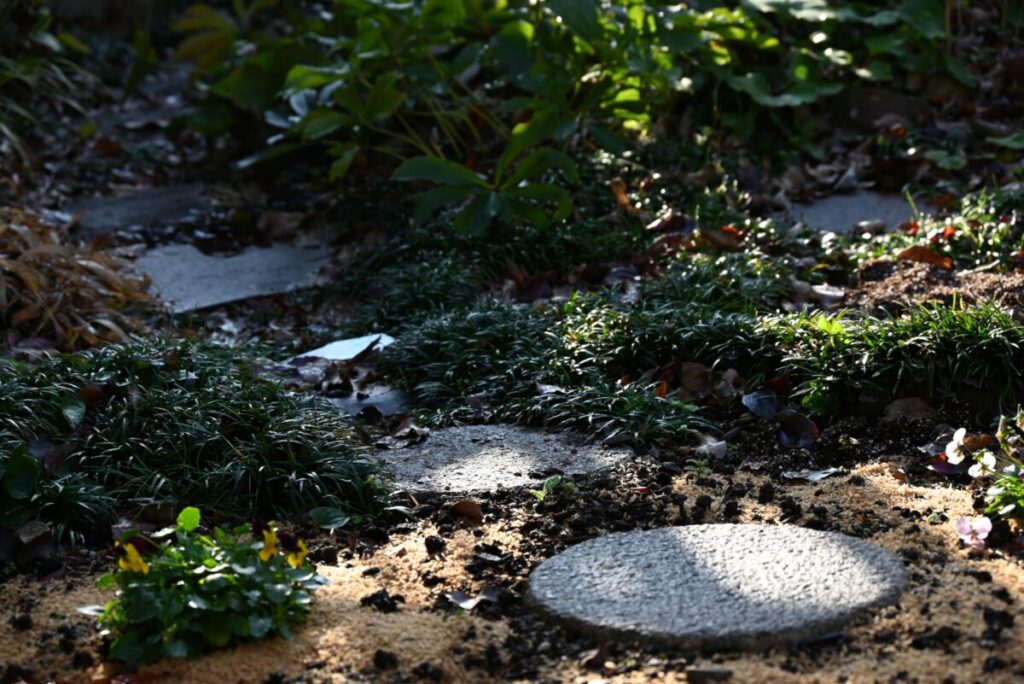 飛び石の周りにタマリュウが茂っている日本庭園の写真