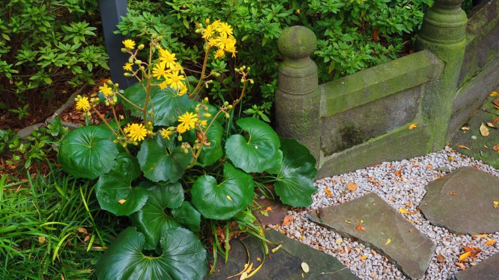 黄色い花が咲くツワブキの写真