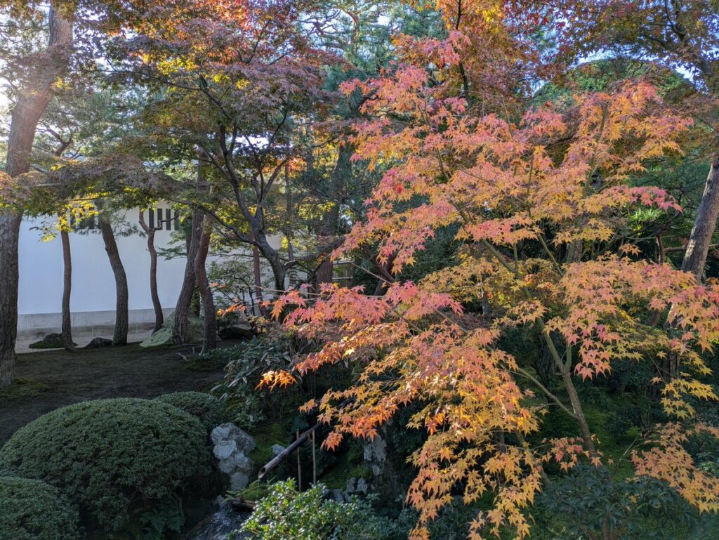 紅葉が赤く染まり始める足立美術館の写真