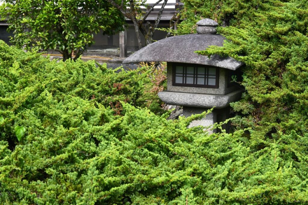 灯籠の周りにハイビクシンが茂っている画像