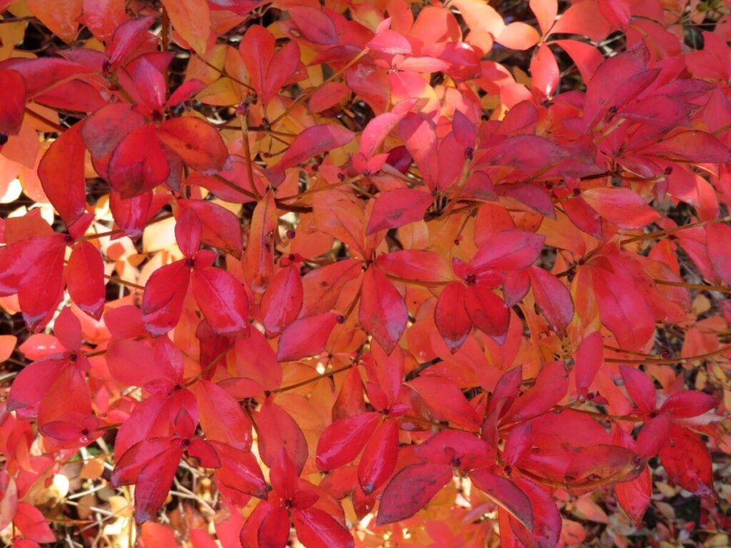 紅葉しているドウダンツツジの写真