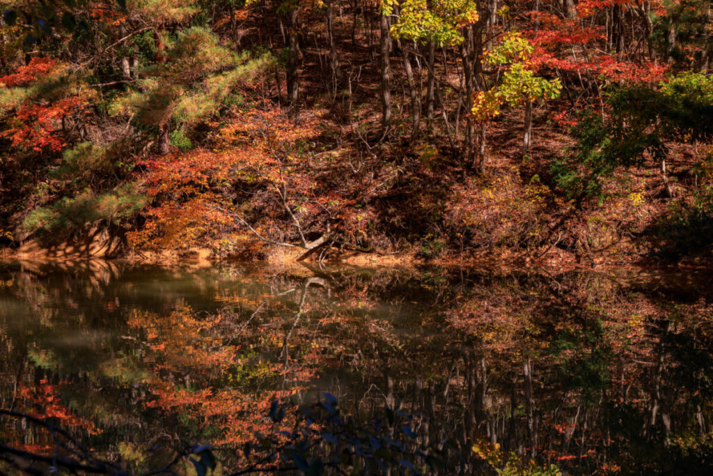 紅葉している木々が水面に反射している写真