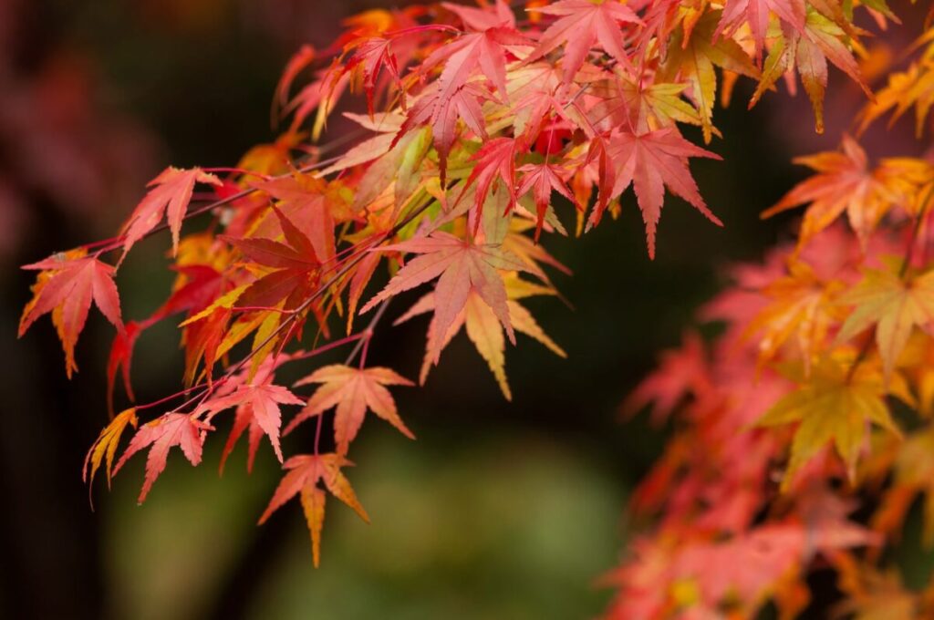 紅葉しているイロハモミジの写真