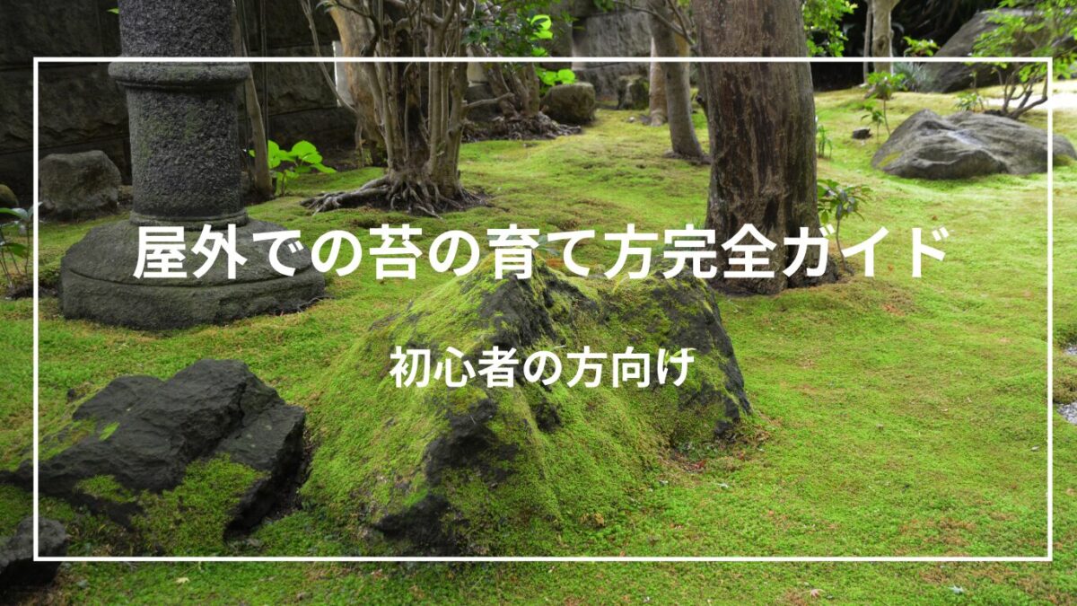 苔庭の背景写真にブログタイトルを記載した画像
