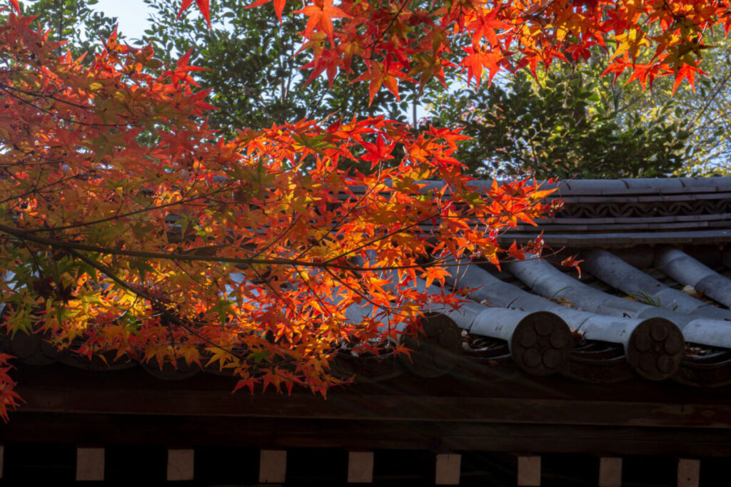 和風の瓦と紅葉した紅葉の写真