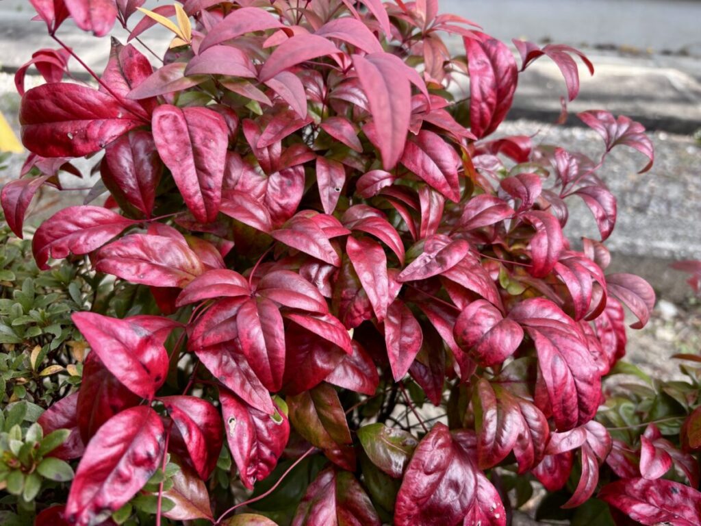 葉が赤く紅葉したオタフクナンテンの写真