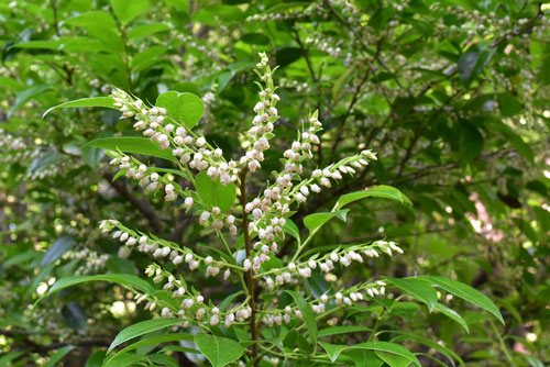 白い花が咲いているしゃしゃんぼ