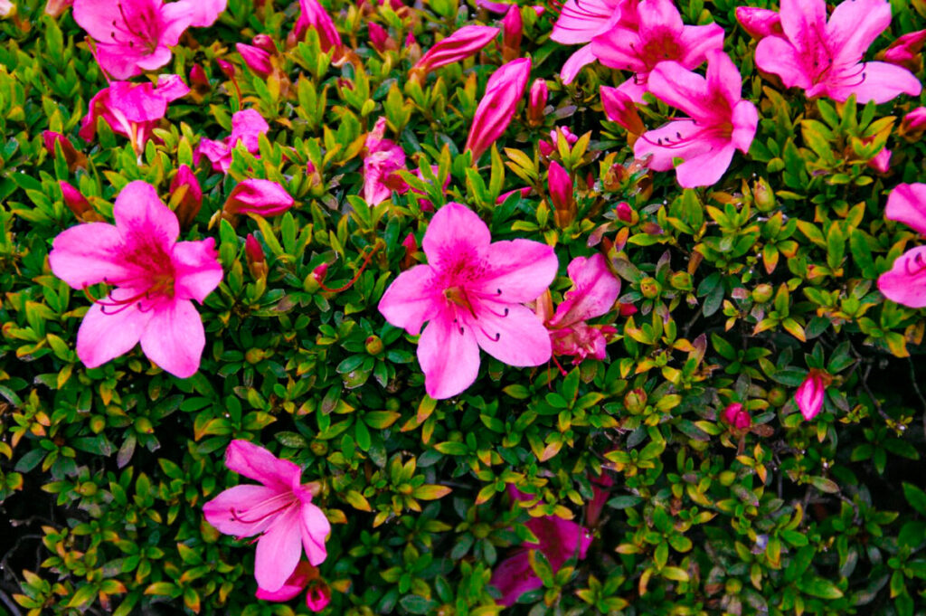 薄紅の花が咲いた皐月の写真