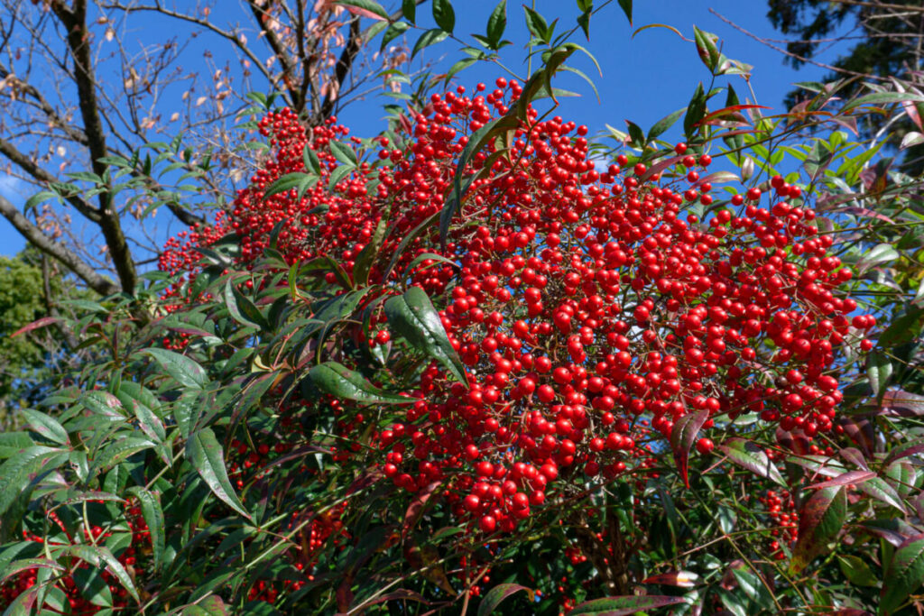 赤い実のなったナンテンの写真